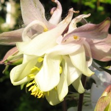 Aquilegia: Pale pink & white double