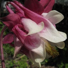 Aquilegia: Red & creamy double