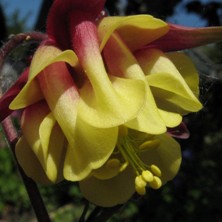 Aquilegia: Red & creamy double