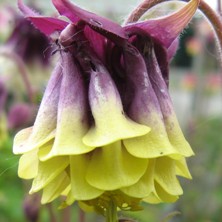 Aquilegia 1648 ruby-black & creamy-white double