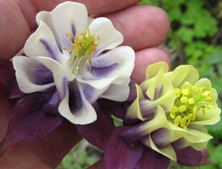 Aquilegia 1649 purpley-black & creamy-white double