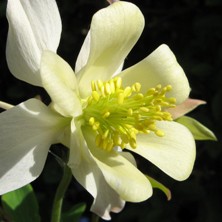 Aquilegia creamy white long-spurred at Touchwood