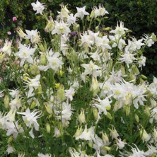 Aquilegia: Large white