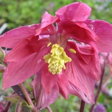 Aquilegia: Ruby stellata