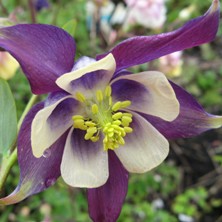 Aquilegia at touchwood