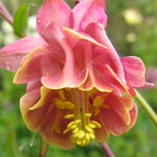 Aquilegia: Cerise double, yellow inside