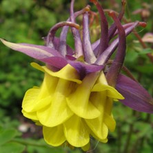 Purple & yellow double bred at Touchwood