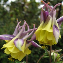 Purple & yellow double bred at Touchwood