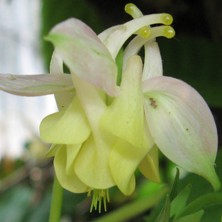 Aquilegia1720 pink creamy small double