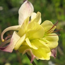 Aquilegia seedling from 'Devon Sunshine' at Touchwood