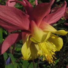 Fairly short, 15" / 40cms this is a seedling of an orange & yellow double.