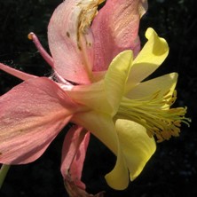 Long spurred aquilegia 1739 pink & yellow at Touchwood