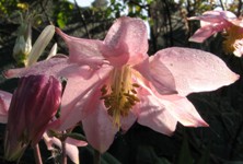 Aquilegia: Pink variable clematis flowered