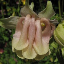 Aquilegia: Palest pink and white pleated double