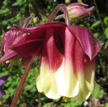 Aquilegia: Red and white double