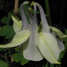 Aquilegia: Pale marbled blue single