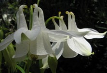 Aquilegia white flower