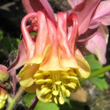 pink & yellow double bred at Touchwood