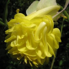 Touchwood aquilegia yellow double