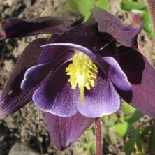 Aquilegia black single