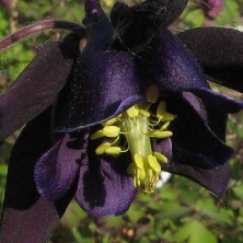 Aquilegia: Short black single