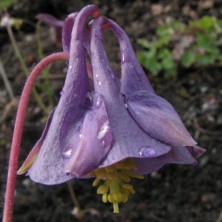 Auilegia viridiflora hybrid