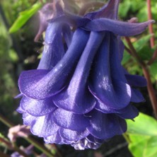 Aquilegia: Indigo pompom double