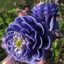 Aquilegia: Indigo pompom double