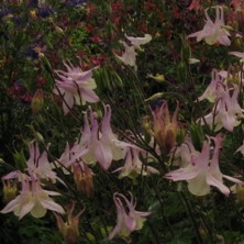 Aquilegia: Lilac pink & creamy single