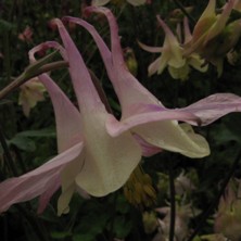 Aquilegia: Lilac pink & creamy single