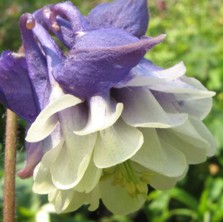 Aquilegia blue & white double