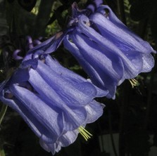 Aquilegia: Good blue pleated double