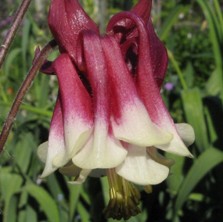 Aquilegia: Red & creamy double