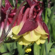 Aquilegia: Red & creamy double