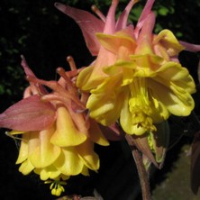 pink & yellow double bred at Touchwood