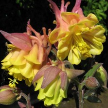 Touchwood Aquilegia 'Sunrise Surprises' mix