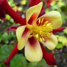 Aquilegia 1823 red & yellow long-spurred at Touchwood
