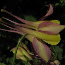 Aquilegia x puyearana ?