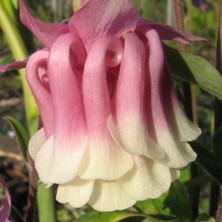 Aquilegia 'Strawberry Icecream'