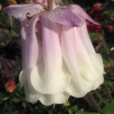 Aquilegia: Pale pink & white pleated double
