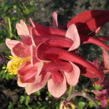 Aquilegia 1870 ruby double