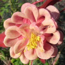 Aquilegia 1807 ruby double