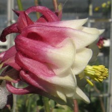 Aquilegia 1839 red & white double