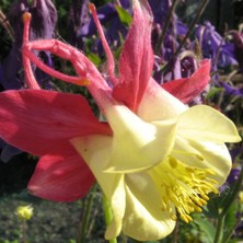 Touchwood Aquilegia: Hybrid B, Red and creamy yellow, long-spurred