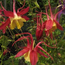 Touchwood Aquilegia: Hybrid B, Red and creamy yellow, long-spurred