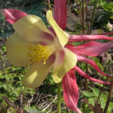 Touchwood Aquilegia: Hybrid B, Red and creamy yellow, long-spurred