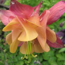 Aquilegia: Dark red and orange double