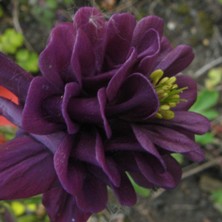 Aquilegia: Dark purple, full double