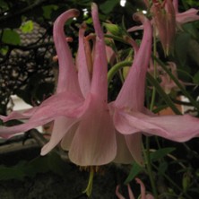 Aquilegia: Tall 2-tone pink