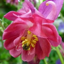 Aquilegia 1870 ruby double